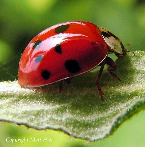 4500 Live Ladybugs