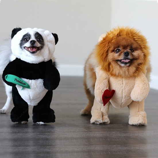 Panda Puppy Dog and Pet Costume Set