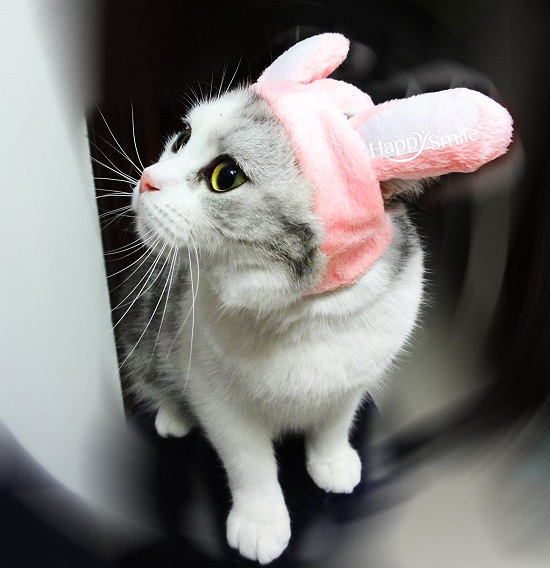 Bunny Hat for Cats