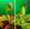 Adult Venus Flytrap