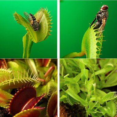 Adult Venus Flytrap