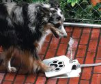 Doggie Fountain