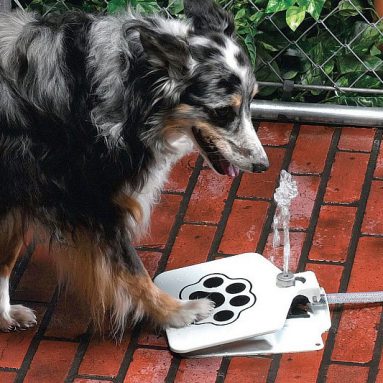 Doggie Fountain