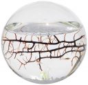 Closed Aquatic Ecosystem Sphere