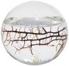 Closed Aquatic Ecosystem Sphere