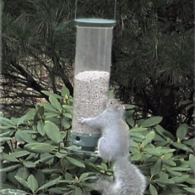 Squirrel Proof Bird Feeder
