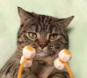 Cat Face Massager