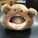 Hamster Bed