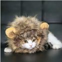 Pet Costume