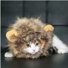 Pet Costume